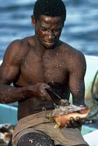 Local man cutting into a conch shell, Barbuda, Caribbean.