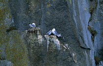 Kittiwakes (Rissa tridactyla) nesting in precarious positions on a cliff in the Kenai Fjords National Park, Kenai Peninsula, Alaska.
