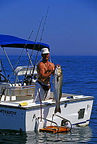 Man in a fishing boat showing off a large striped bass / rockfish (Morone saxatilis) he has caught, Newport, Rhode Island, USA.