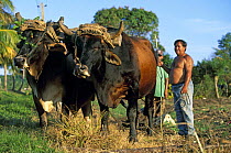 Farmer standing with his cattle (Bos sp.) that pull the plough, Cuba.