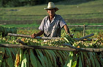 Farmer standing with drying leaves of tobacco (Nicotiana sp.), Cuba.