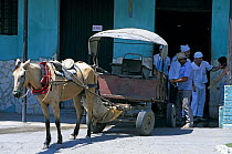 Flour delivered to the bakery by horse and cart, Cuba.