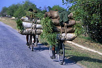 Transporting sugar cane (Saccharum officinarum) on bicycles, Cuba.