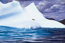 A leopard seal (Hydrurga leptonyx) resting on an iceberg, Antarctica.