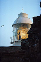 Person standing in front of the light in Cape Point Lighthouse with a gull flying past, Cape of Good Hope, South Africa.