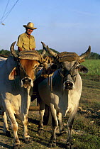 Farmer with cattle (Bos indicus) pulling a wagon, Cuba.