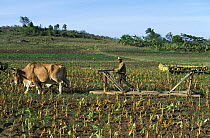 Tobacco farmer on a traditional plough pulled by oxen, Cuba.