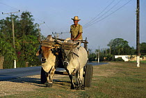 Farmer on a wagon pulled by cattle (Bos indicus), Cuba.