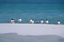Caspian terns (Hydroprogne caspia) lined up on the beach, Belize.