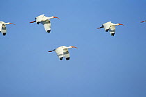American white ibis (Eudocimus albus) in flight off Sanibel Island, Florida, USA.