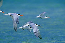 Caspian terns (Hydroprogne caspia, formerly Sterna caspia), flying off the coast of Belize.