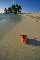 Conch shell lying on long sandy beach, Belize.