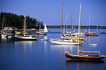 Concordia sloop in the foreground with other moored boats during the Eggemoggin reach regatta, Brooklin, Maine, USA.