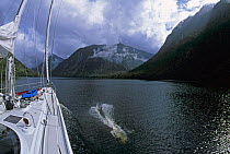 88ft sloop "Shaman", exploring Fiordland accompanied by dolphins, South Island, New Zealand.