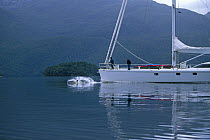 Wild dolphins surfacing under the bow of 88ft sloop "Shaman" in Fiordland, South Island, New Zealand. Property Released.