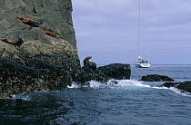 88ft sloop "Shaman" cruising past a group of seals sitting on rocks on the shore, Alaska.