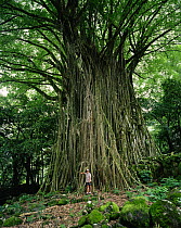 A man standing in front of a large Banyan tree in the Marquesas Islands, French Polynesia.
