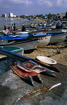 Local fishing boats on the beach with dead fish and a knife in foreground, Mexico.