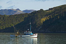 Fishing boat with a woodland backdrop, South Island, New Zealand.