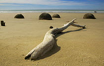 Driftwood and 60 million year old moeraki boulders, Oamarua, South Island, New Zealand.
