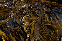 Thick kelp, South Island, New Zealand.