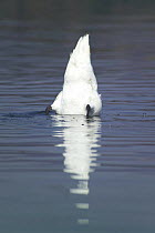 Mute swan (Cygnus olor) searching beneath the water for food with its tail in the air, Bracciano lake, Lazio, Italy.