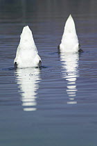 Pair of mute swans (Cygnus olor) searching beneath the water for food with tails in the air, Bracciano lake, Lazio, Italy.