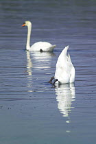 Two mute swans (Cygnus olor), one searching beneath the water for food with tail in the air, Bracciano lake, Lazio, Italy.