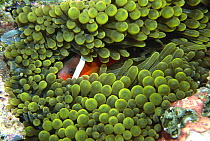False clown fish (amphiprion ocellaris) hiding in sea anenome (heteractis magnifica), Belize.