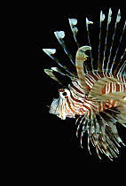 Red lionfish (Pterois volitans) in the Red Sea