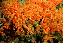 Golden cup coral (Astroides calycularis) off Ponza, Bay of Naples, Italy.