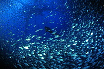 Diver and shoal of fish inside the nets of a fish farm off Ponza, Bay of Naples, Italy.