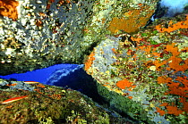 Rocks underwater, near Ponza, Italy.