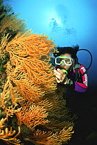 Diver examining a gorgonian (Gorgonia sp.) fan off Sorrento, Southern Italy.