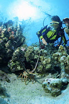 Diver watching at a tropical spiny lobster in the Belize Cayos, Caribbean.