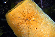Arrow crab (Stenorhynchus setircornis) on tube sponge, at night in the Belize Cayos, Caribbean.