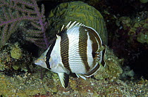 Banded butterfly fish (Chaetodon striatus), Belize Cayos, Caribbean.