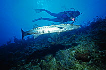 Great barracuda (Sphyraena barracuda) and diver, Belize Cayes, Caribbean.