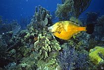 Whitespotted filefish (Cantherhines macroceros) amongst corals, Belize Cayes, Caribbean.