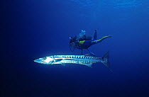 Great barracuda (Sphyraena barracuda) with diver, Belize Cayes, Caribbean.