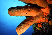 Tube sponges (Aplysina sp) Belize Cayes, Caribbean.