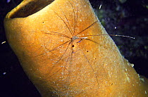 Arrow crab (Stenorhynchus seticornis) on tube sponge at night, Belize Cayes, Caribbean.