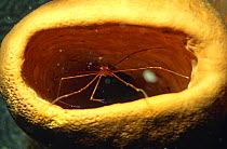 Arrow crab (Stenorhynchus seticornis) in a tube sponge at night, Belize Cayes, Caribbean.