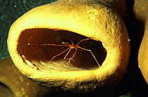 Arrow crab (Stenorhynchus seticornis) in tube sponge at night, Belize Cayes, Caribbean.