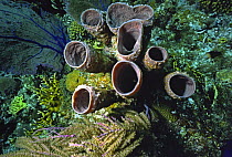 Colony of tube sponges, with a sea fan (left) and some fire coral. Belize Cayes, Caribbean.