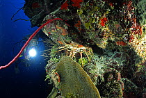 Diver watching Spiny lobster (Panulirus argus) in a rock wall, Belize Cayes, Caribbean.