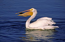 American White Pelican (Pelecanus erythrorhynchos) eating fish, Sanibel Island, Florida, USA.