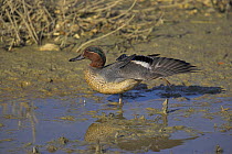 Common teal (Anas crecca) stretching its wings, Titchfield Haven Nature Reserve, Hampshire, England.