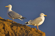 Pair of Herring Gulls (Larus argentatus) on West Bay cliffs, Dorset.