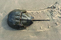 Horseshoe crab (Limulus sp) moving on sandy beach, Long Island, New York, USA.